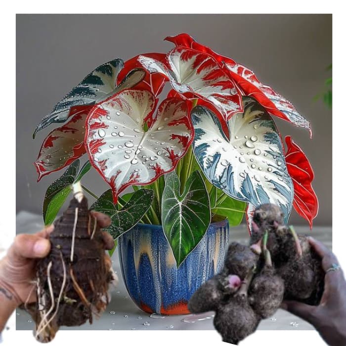 bulbo de caladium Aurora Splash (tinhorão)