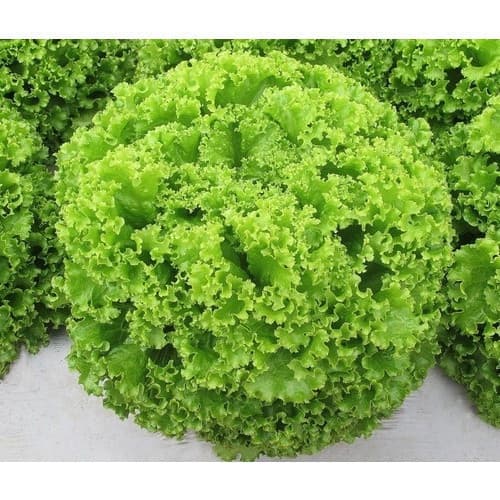 2.500 Sementes de Alface Crespa Crocante Pelletizada | Alta Germinação | Hortas e Cultivo Fácil