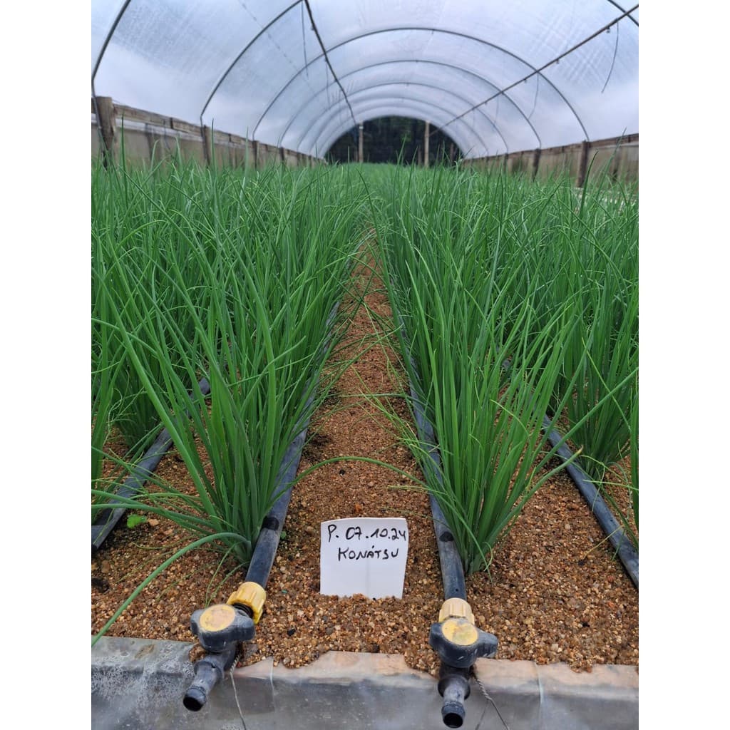 1000 Sementes Importadas Cebolinha Híbrida Konatsu Hossonegi Takii | Alta Germinação | Para Horta e Vasos