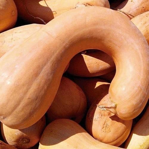 1000 Sementes de Abóbora Menina Brasileira (Cucurbita moschata) | Hortaliça Produtiva p/ Horta e Plantio