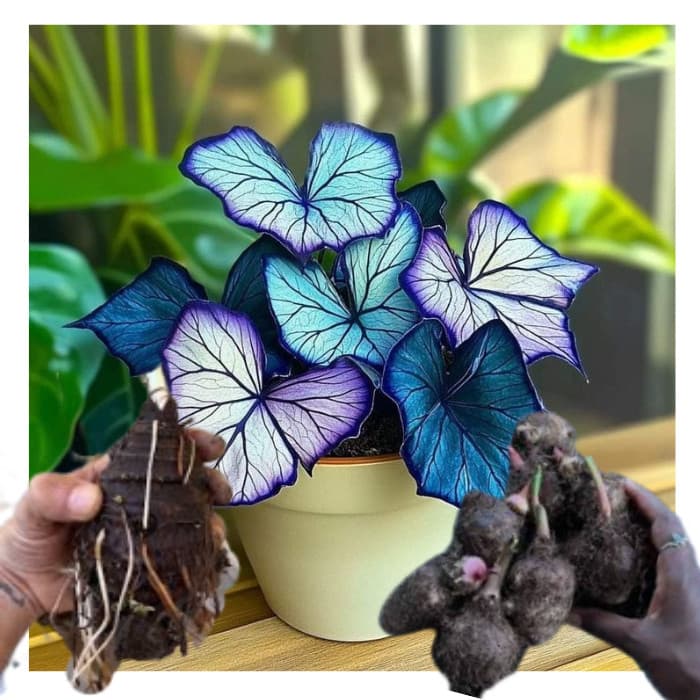 bulbo de caladium Orchid Ember (tinhorão)