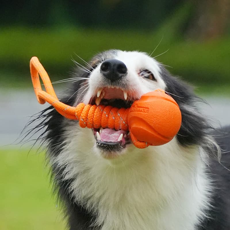 Brinquedo de Mastigar para Cães em Forma de Bola com Nó de Corda, Durável, Elástico, Interativo, para Moer os Dentes de