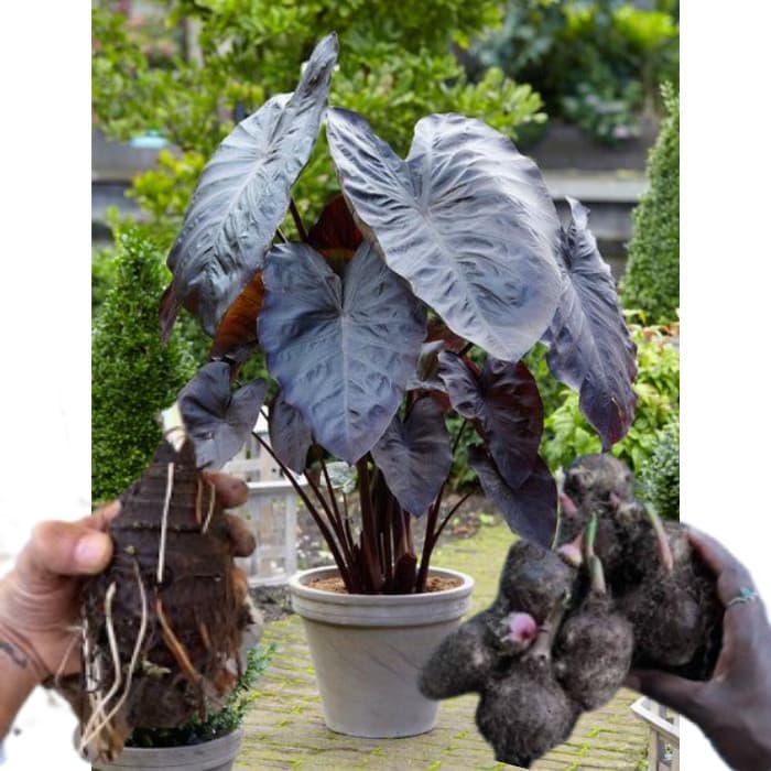 bulbo de caladium Rosy Tempest (tinhorão)