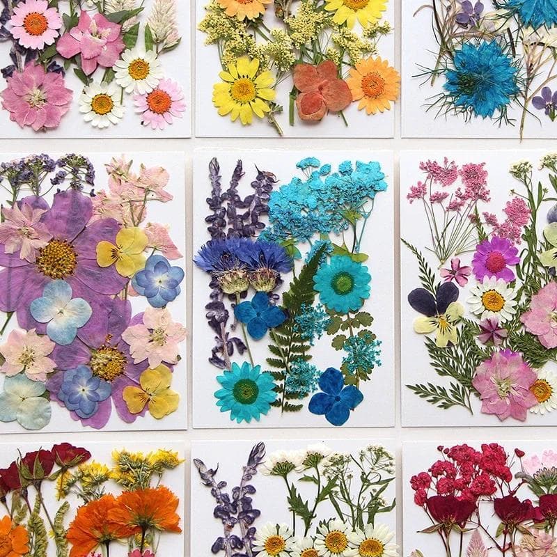 Flores Secas Planta Natural Real Flor Prensada Para Enchimento De Resina Epóxi DIY Arte Do Prego Artesanato Jóias Fazend