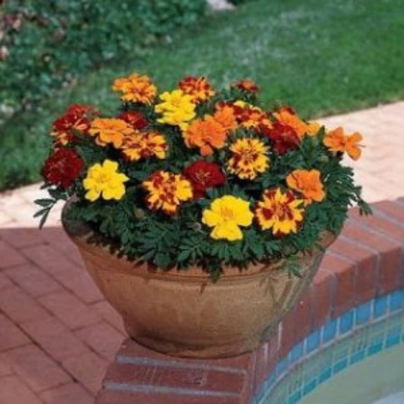 250 Sementes de Cravo-da-Índia Anão (Targete) | Sementes para Plantio | Temperos e Ervas | Jardim e Horta