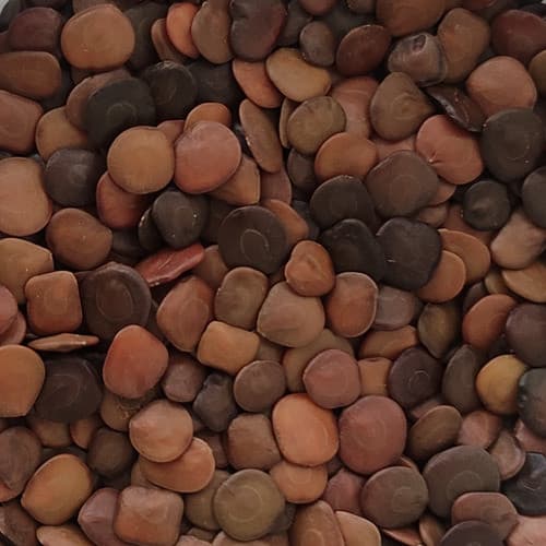 10.000 Sementes Selecionadas De Sansão Do Campo Cerca Viva