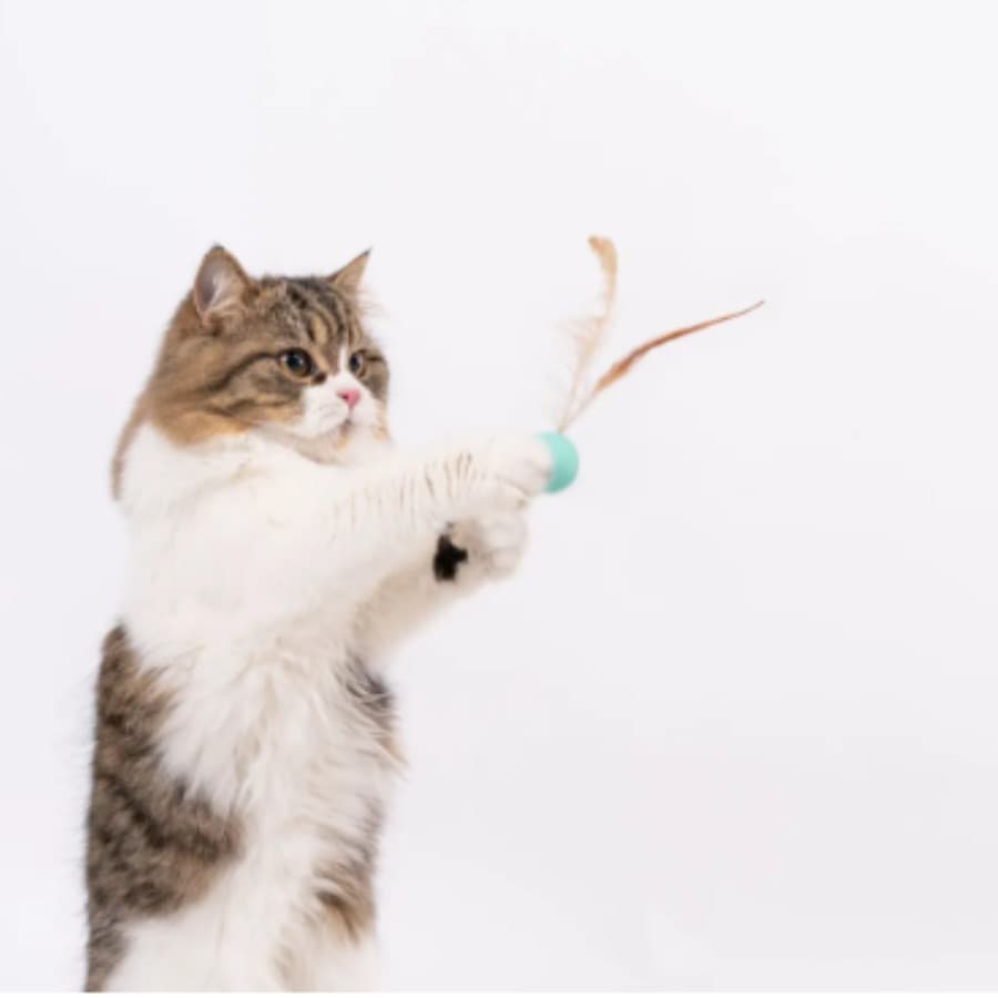 Bola Pula Pula Para Gatos Com Penas Brinquedo Interativo Pet