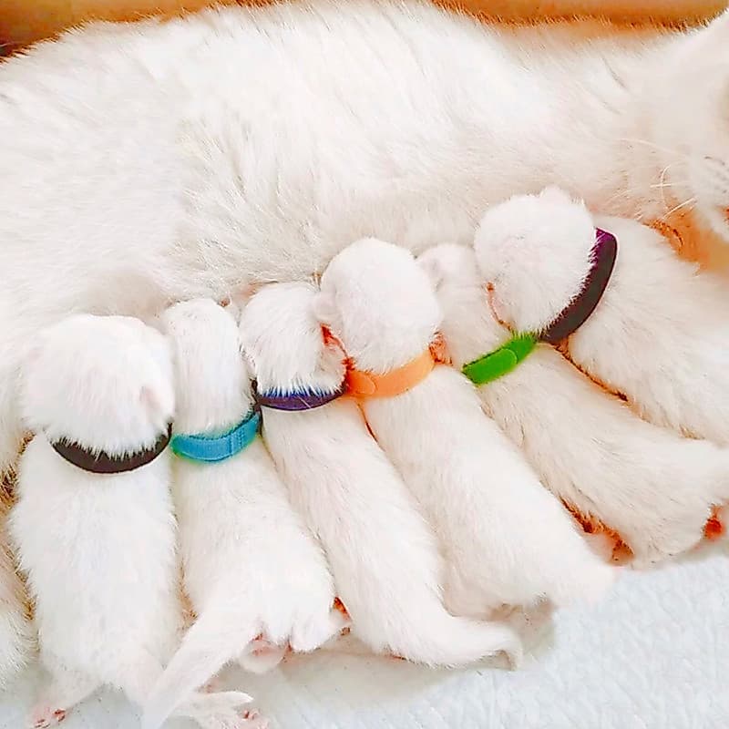 Coleira de identificação para gatinhos recém-nascidos, classificação, filhote de cachorro, nascimento, gato, filhote de