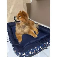 Caminha Pet Estofada Tamanho M – Cama Lavável, Antialérgica e Acolchoada Cachorro Confortável