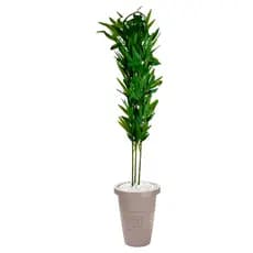 Bambu Artificial Decorativo 1 Metro Com Vaso Grande Pedras Brancas Kit Completo Pronto