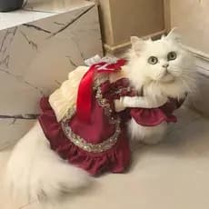 Vestido Vermelho Luxuoso para Pets – Gatos e Cachorros, Elegante e Requintado