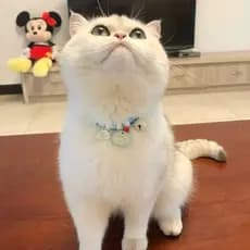 Coleira Ajustável de Cordas Trançadas para Cães e Gatos com Plaquinha de Identificação Pet