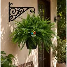 Kit 10 Suporte para Pendurar Vasos de Plantas de Plástico Resistente para Jardim Suporta 7kg