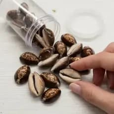 Buzios Africano Natural Pacote com 100g Umbanda Candomblé