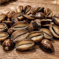 Buzios Africano Natural Fechado Unidade Umbanda Candomblé