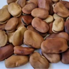 Fava de Iansã Semente - Umbanda e  Candomblé