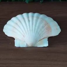 Concha Shell Umbanda E Candomblé Decoração