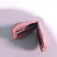 Fava Opele Semente Umbanda Candomblé
