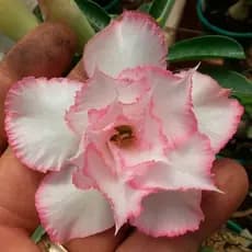 5 Sementes de Rosa do Deserto  white pink