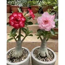 Flor do deserto combo vermelho e rosa raro kit 3 seeds