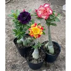 flor Combo conjunto triplo Rosas do deserto kit 3 seeds