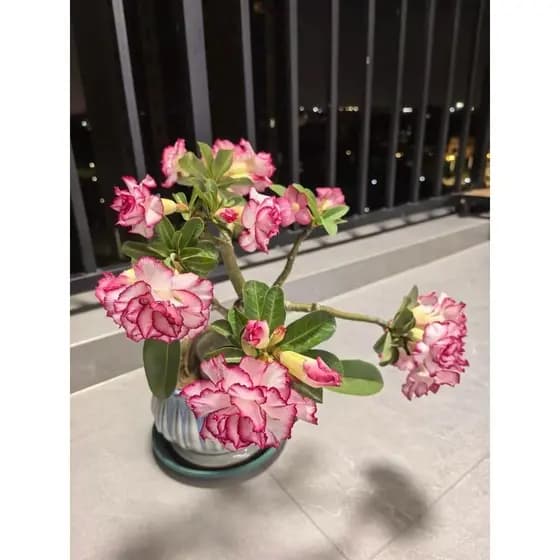 Rosa Do Deserto Pink Angel (10 Sementes)