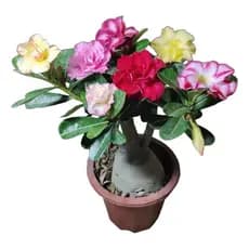 10 Sementes Coloridas De Rosas Do Deserto