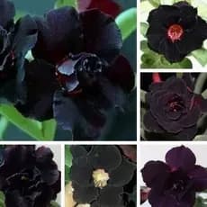 Rosa do deserto flor negra/sement. rosa do deserto flor negra (5 Sementes)