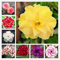 ARARA Sementes Rosa do Deserto várias cores -1DC (3 Sementes)