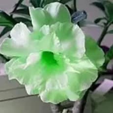 Rosa deserto geen flor tripla jardins ( 10 Sementes)