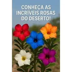 Rosa do Deserto (Adenium obesum) – Variedades Raras e Exclusivas para Seu Jardim