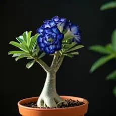 Sementes de Rosa do Deserto – Edição Azul Estilizada (3 un)