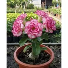 Flor Rosa Do Deserto afrodite rara colorida kit 3 seeds