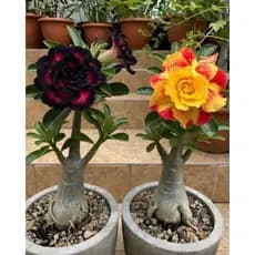 flor combo rosas do deserto púrpura e solara inusitada limitada kit 3 seeds