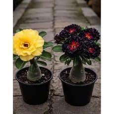 combo Rosas do deserto raridade, flor amarela e flor dama da noite  tripla kit 3 seeds
