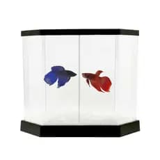 Aquário Beteira 5,5 litros plástico com divisória hexagonal para peixe beta