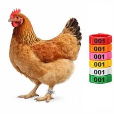 Kit 100 Anilhas Anéis Ajustáveis Para Pés De Aves Frango Galinha Pavão Codorna