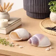 Concha de Caramujo Natural 2 Unidades  Usada para decoração de ambientes  aquários fontes