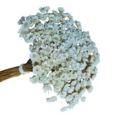 Sempre Viva Florzinha Branca I Kits com Flores Desidratadas Coloridas Sortidas Decoração para Festas