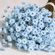 Flores Sempre Vivas Naturais Decorativas Para Arranjos Kit Floral Colorido 150 azul claro