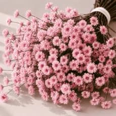 Kit Flores Sempre Vivas Decorativas Naturais Para Vasos Arranjos e Eventos
