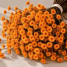 Buquê de Flores Sempre Vivas Coloridas Para Artesanato Decoração e Lembranças Laranja