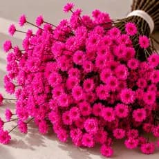 Flores Sempre Vivas Coloridas Para Arranjos Florais Kit Decorativo Natural Pink