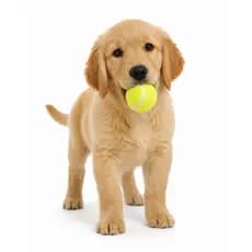 Kit 2 Bolas Bolinha De Tênis Para Cães Pet Brinquedo Cachorro