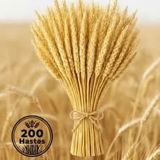 200 Hastes de Trigo Seco Natural Flores Secas para Decoração, Vasos e Eventos