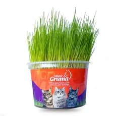 Graminha Mister para Gatos - Digestão Saudável sem Bolas de Pelo