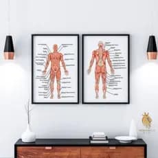 Quadro Decorativo Anatomia Músculos Fisioterapia Clínica Consultório