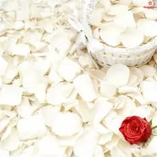 Flores Artificiais Pétala Bazar Das Decoração Para Casa Brancos Artificiais 1000 Peças São Cheias De Sentimento Ritual