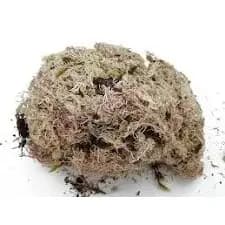 Musgo Branco Seco - Substrato Natural Para Orquídeas, Suculentas, Terrários