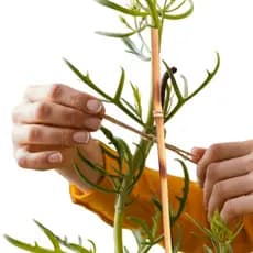 Kit 12 Suporte Tutor Para Plantas Cercas Artesanatos Vasos de Bambu 45cm ACM12UT45